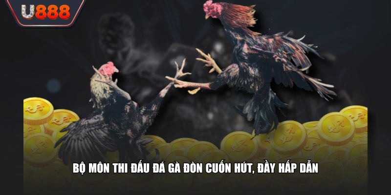 Bộ môn thi đấu đá gà đòn cuốn hút, đầy hấp dẫn